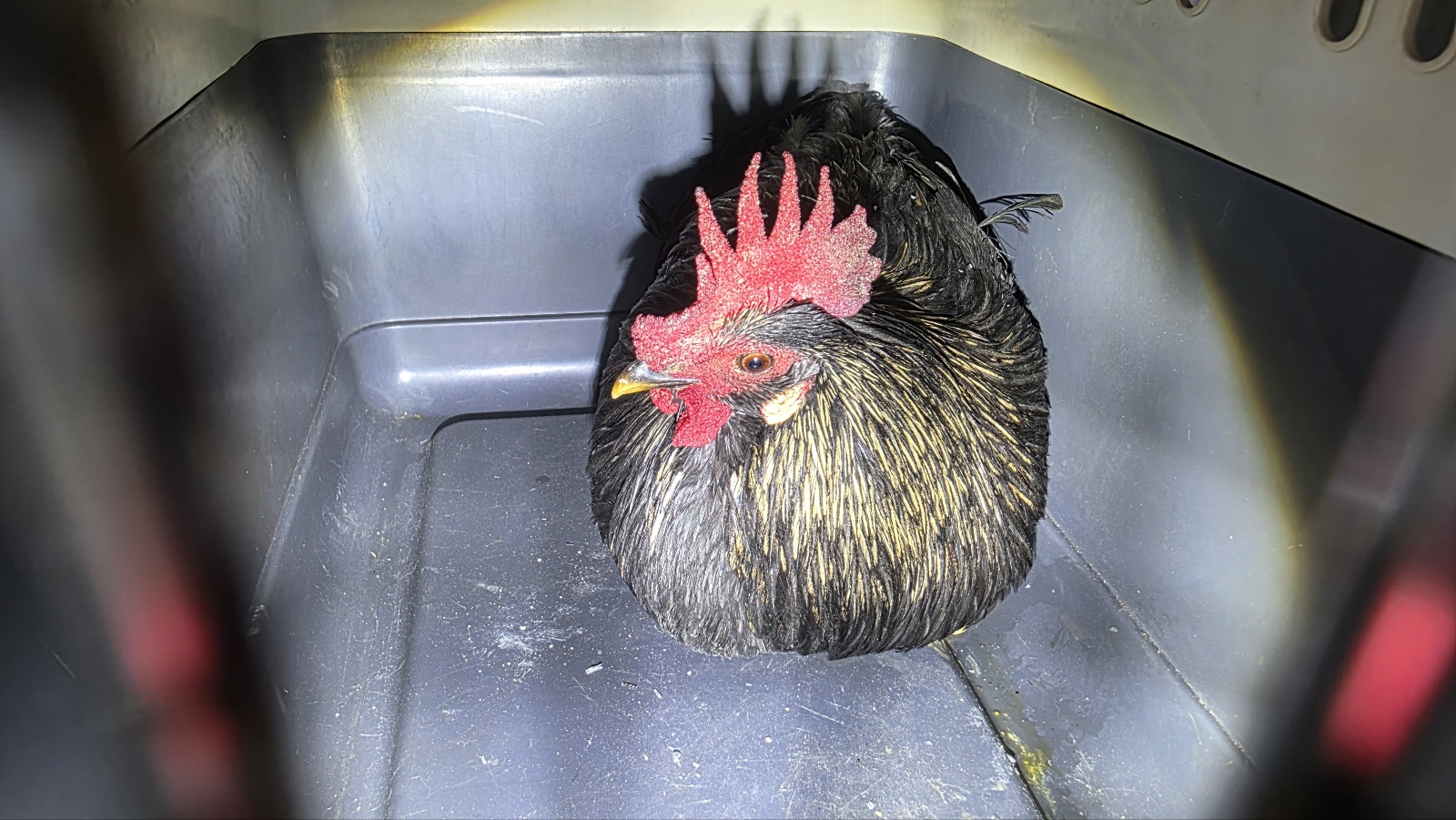 강릉시 동물사랑센터_442420202500645